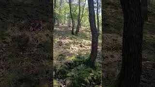 Prague(silence in the forest)🌳🌿🌱