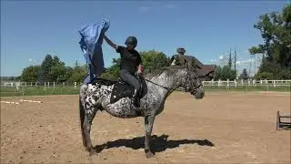FOR sale Bombproof Leopard Polish Sport Horse