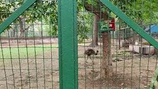 Emu Video @VRajTraveldiaries