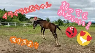 激おこ仔馬ちゃん