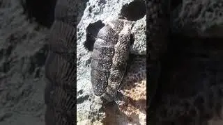 Phyllum Mollusca - Class Polyplacophora (Filo dos Moluscos - Classe Polyplacophora)