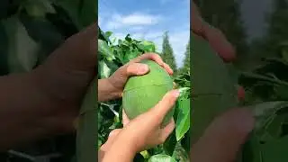 Omg 😱 big mango 🥭 #fruit #satisfying #usa #asmr #relax #shorts