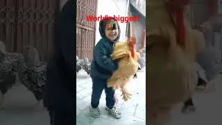 #wonderbird