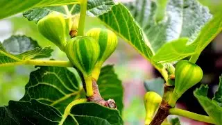 Panachee - A Rimada type Fig