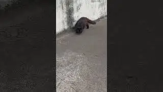 ira🐈&zwj;⬛🦗