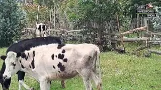 Pedigree Holsteins on Pasture: Extensive Dairy Farming in Kinangop