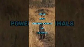 Top 10 Most Powerful Animals In The world...#shorts #top10 #animals #most #world