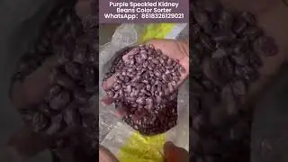 Purple Speckled Kidney Bean #kidneybeans #beans  #pulses #colorsorter  WA8618326129021