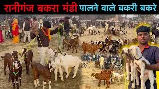 सबसे सस्ते जानवर रानीगंज बकरा मंडी यूपी | Raniganj Goat Market Live Update | Ziya Vlogs 