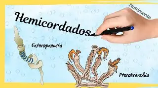 Filo Hemicordados (Enteropneusta y Pterobranchia)