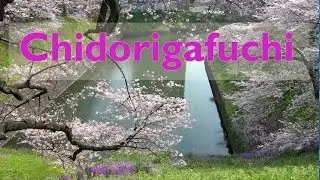Chidorigafuchi　千鳥ヶ淵の桜