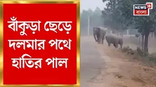 Bankura News | ৪ মাস বাঁকুড়ার জঙ্গলে ঘুরে অবশেষে ফেরার পথে হাতির পাল | Elephant News | Bangla News