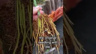 How This Nursery Grows 100's of 1000's of Avocado Trees || #shorts #avocado #nursery #farming