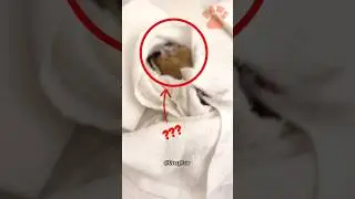 WHAT'S THIS cute animal?🤔🤯 #shorts