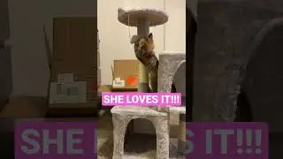 Kitten is in love with her cat tree! #playing #ball