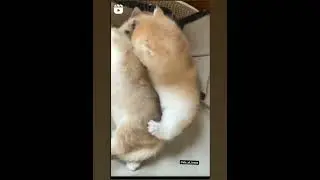 ##cute cat 💓🤡🤡funny video😍😍##superfantasy 🤣🤣##shorts