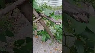 I built a rustic teepee trellis for my Armenian pale green cucumber plants I have my first cucumber