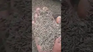 Cumin (जीरा) in Unjha Mandi: A Spice Trade Tale | #CuminMarket #UnjhaMandi #SpiceTrade #unjha