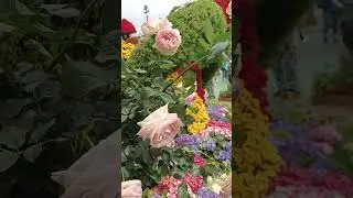 beautiful rose 😍# satisfying vital #shorts #trending