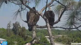 📢 E23 the Explorer - Did S/he Choose a Fave Branch? - SWFL Nest  M15, F23 & E23 (3/20)