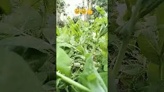 #reels #love #viral #viralvideo #vlog #trending #funny #comedy #cute #art #nature