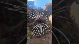 Lion Fish. Eilat.