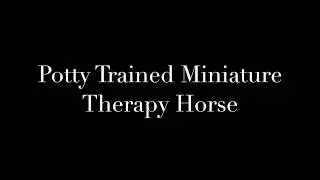 Potty trained miniature therapy horse
