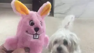 Bunny Squeaky Toy