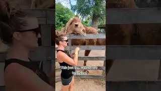 No pet camel for me, thank you. #camel #camels #fok