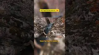 बर्फ़बारी में भी सुरक्षित जंगल घर। ✨️🔥#SnowJungle #WinterCamping #SurvivalLife