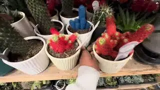Online plant unboxing | going to Lowe&rsquo;s