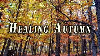 Peaceful Autumn Morning Ambience 🍂Nature Therapy🍂 Birds Singing, Healing Frequency Beautiful Morning