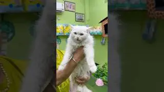 Odd Eyes Persian Cat Price in Kolkata. #shorts #dog