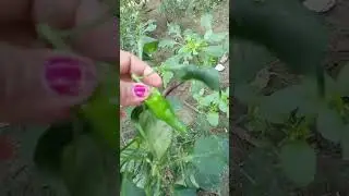 #My#mini #Garden 🌶️🌶️🌶️