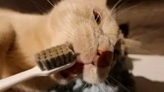Cat wants to brush his teef