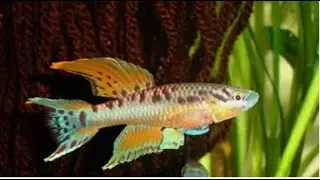 Aphysemion Bivittatum Funge- Adults