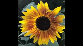 Flowers in the Vegetable Garden: Everyone Can Grow a Garden (2021) #30