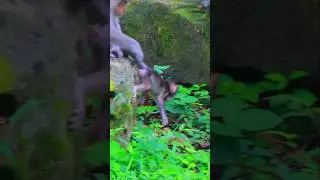 Adorable Monkey Ellen With Her Cute Baby Elleyna