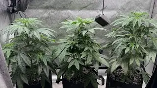 Runtz/Coffin Candy by Doja Grow series pt.8 (feeding question) 