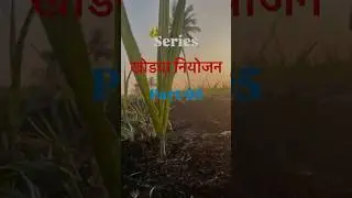 खोडवा नियोजन सिरीज पार्ट :- 5 #agriculture #agrifuture #farming #agriparadise #farmer #agriuniversit