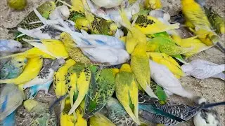 Most Hungry Birds Fighting For Food And Getting Healthy Mix Seeds Warm diet treat 🦜