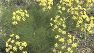 Foeniculum vulgare Smokey Bronze Fennel