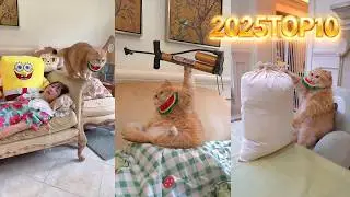 2025 TOP10 #exlittlebeans #funnycats #funnyvideo