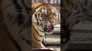 This big cat has a fat head and big ears, and a loud voice