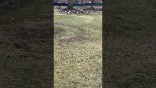#trending#ducks#goose#walking#like#professionally#usa#lovely#Style#rainyday#natureloversparadise