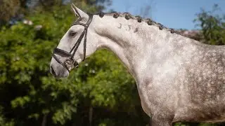 Horse for Sale |  Glamorous Lusitano Mare - combine riding & breeding projects  (REF#747)