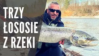 Zimowe łososie na spinning. Trzy ryby na jednej wyprawie. Wędkarstwo spinningowe.