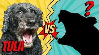 Tula Attacked by Wild Animal: What Happened and How She&rsquo;s Doing Now