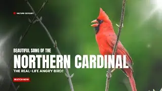 Beautiful Song of the Northern Cardinal &ndash; The Real-Life Angry Bird! 🔴🐦🎶