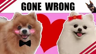 What Happens When Bruno Falls in Love?